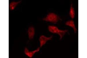 ABIN6272452 staining HepG2 by IF/ICC. (UBA5 antibody  (Internal Region))