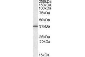 Western Blotting (WB) image for anti-Protein Phosphatase 2A Activator, Regulatory Subunit 4 (PPP2R4) (C-Term) antibody (ABIN2464148) (PPP2R4 antibody  (C-Term))