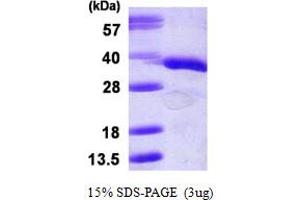 SDS-PAGE (SDS) image for Guanine Nucleotide Binding Protein (G Protein), beta Polypeptide 2-Like 1 (GNB2L1) (AA 1-317) protein (His tag) (ABIN668010)