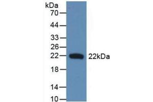 Western blot analysis of recombinant Chicken IFNb. (IFNB1 antibody  (AA 27-203))