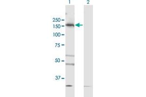 Western Blot analysis of TBC1D1 expression in transfected 293T cell line by TBC1D1 MaxPab polyclonal antibody.
