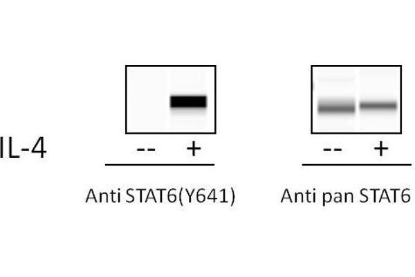 STAT6 ELISA Kit