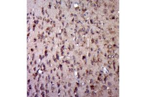 Immunohistochemistry (Paraffin-embedded Sections) (IHC (p)) image for anti-5-Hydroxytryptamine (serotonin) Receptor 2A (HTR2A) (AA 51-150) antibody (ABIN1386671)
