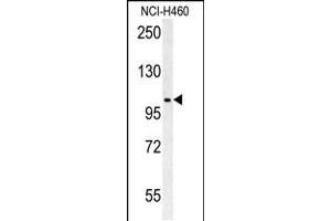 Western blot analysis in NCI-H460 cell line lysates (35ug/lane). (CNNM4 antibody  (AA 565-593))