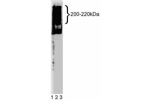 Western blot analysis of MAP4 on HepG2 lysate. (MAP4 antibody  (AA 583-702))