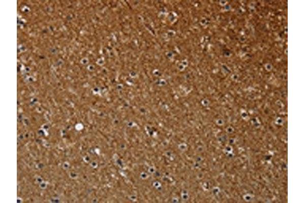 NCKAP1 antibody