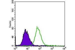Flow cytometric analysis of HepG2 cells using EGFR mutant mouse mAb (green) and negative control (purple). (EGFR Mutant (AA 693-893) antibody)