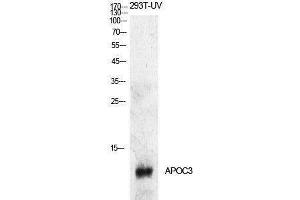 Western Blotting (WB) image for anti-Apolipoprotein C-III (APOC3) (Internal Region) antibody (ABIN3181405) (APOC3 antibody  (Internal Region))