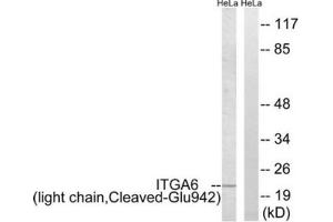 Western blot analysis of extracts from HeLa cells treated with etoposide (25uM, 24hours), using ITGA6 (light chain, Cleaved-Glu942) antibody. (ITGA6 antibody  (Cleaved-Glu942))