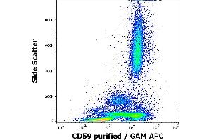 CD59 antibody