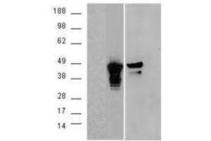 Image no. 2 for anti-Aurora Kinase A (AURKA) (C-Term) antibody (ABIN374071) (Aurora A antibody  (C-Term))