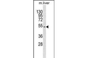 TBX15 Antibody (N-term) (ABIN1539402 and ABIN2849989) western blot analysis in mouse liver tissue lysates (35 μg/lane).