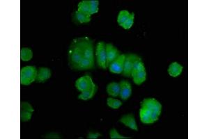 Immunofluorescence staining of MCF-7 cells with ABIN7150235 at 1:100, counter-stained with DAPI. (POLD3 antibody  (AA 203-275))