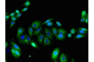 Immunofluorescent analysis of HepG2 cells using ABIN7163948 at dilution of 1:100 and Alexa Fluor 488-congugated AffiniPure Goat Anti-Rabbit IgG(H+L) (KCNA1 antibody  (AA 7-150))