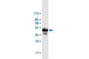 Western Blot detection against Immunogen (36. (ZBTB6 antibody  (AA 121-220))