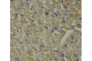 Immunohistochemistry of paraffin-embedded Mouse heart using CCBL1 Polyclonal Antibody at dilution of 1:100 (40x lens). (CCBL1 antibody)