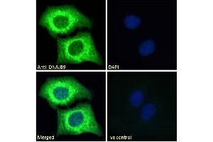 Immunofluorescence (IF) image for anti-Microvascular Endothelial Differentiation Gene 1 Protein (DNAJB9) (AA 61-75) antibody (ABIN768557)