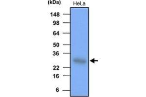 Western blot analysis of HeLa cell lysate (each 30 ug) was resolved by SDS - PAGE , transferred to PVDF membrane and probed with HSPB1 monoclonal antibody , clone 2A5 (1 : 1000) . (HSP27 antibody)