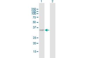 Western Blot analysis of C10orf46 expression in transfected 293T cell line by C10orf46 MaxPab polyclonal antibody. (CACUL1 antibody  (AA 1-303))