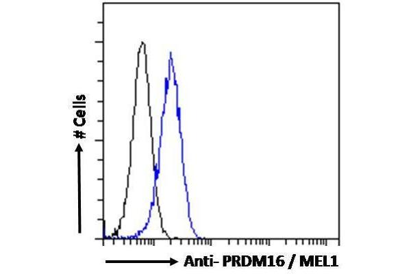 PRDM16 Antikörper  (C-Term)
