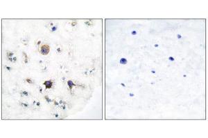 Immunohistochemistry (IHC) image for anti-Ephrin B3 (EFNB3) (C-Term) antibody (ABIN1848525) (Ephrin B3 antibody  (C-Term))
