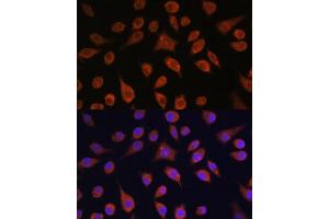 Immunofluorescence analysis of L929 cells using HOOK3 antibody (ABIN7267781) at dilution of 1:100. (HOOK3 antibody  (AA 489-718))