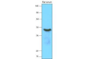 Western Blotting (WB) image for anti-serpin Peptidase Inhibitor, Clade A (Alpha-1 Antiproteinase, Antitrypsin), Member 12 (SERPINA12) antibody (ABIN306427) (SERPINA12 antibody)