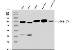 Western blot analysis of POGLUT3 using anti-POGLUT3 antibody (ABIN7825696). (POGLUT3 (AA 48-499) antibody)