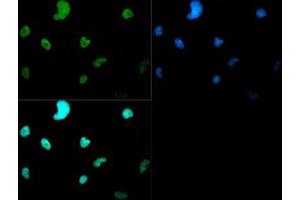 Immunofluorescence of Rabbit Anti-Histone H3 [Dimethyl Lys4] Antibody. (Histone 3 antibody  (H3K4me2))