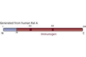 Image no. 2 for anti-Ras-related Protein Ral-A (rala) (AA 35-206) antibody (ABIN967836) (rala antibody  (AA 35-206))