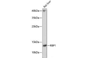 Western blot analysis of extracts of Rat liver using RBP1 Polyclonal Antibody at dilution of 1:1000. (RBP1 antibody)
