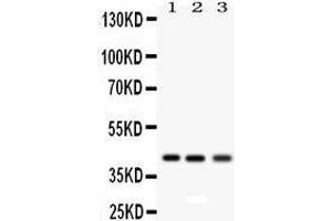 Anti- RAGE Picoband antibody, Western blotting All lanes: Anti RAGE  at 0. (RAGE antibody  (N-Term))