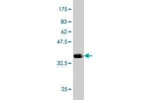 Western Blot detection against Immunogen (36. (Arylsulfatase B antibody  (AA 166-265))