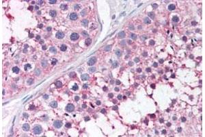 Immunohistochemistry (Formalin/PFA-fixed paraffin-embedded sections) of human testis with PTGES polyclonal antibody .