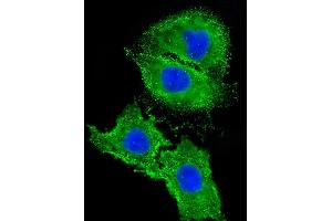 Immunofluorescent analysis of 4 % paraformaldehyde-fixed, 0. (Angiotensin II Type-1 Receptor antibody  (AA 211-240))