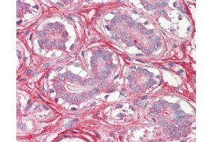 Anti-Decorin antibody IHC of human breast. (Decorin antibody  (AA 232-246))