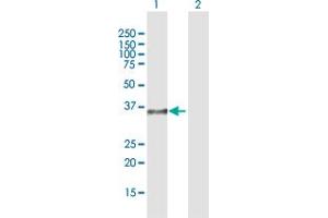 Western Blot analysis of DPPA4 expression in transfected 293T cell line by DPPA4 MaxPab polyclonal antibody. (DPPA4 antibody  (AA 1-294))