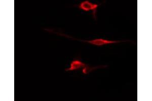 ABIN6274705 staining HepG2 cells by IF/ICC. (WWOX antibody  (N-Term))