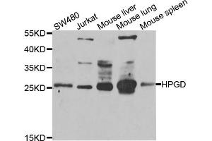 Western blot analysis of extracts of various cell lines, using HPGD antibody (ABIN5975270) at 1/1000 dilution. (HPGD antibody)