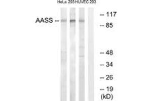 Western blot analysis of extracts from 293/HuvEc/HeLa cells, using AASS Antibody.