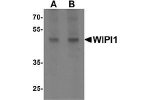 Western blot analysis of WIPI1 in rat colon tissue lysate with WIPI1 antibody at (A) 1 and (B) 2 ug/mL.
