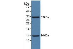 Detection of Recombinant ISR, Human using Polyclonal Antibody to Insulin Receptor (INSR) (Insulin Receptor antibody  (AA 1024-1298))