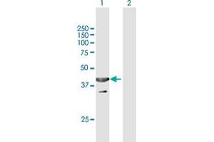 Western Blot analysis of UBXN1 expression in transfected 293T cell line by UBXN1 MaxPab polyclonal antibody. (UBXN1 antibody  (AA 1-312))