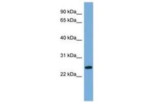 Image no. 1 for anti-Protein FAM164B (ZC2HC1B) (AA 35-84) antibody (ABIN6745661) (FAM164B antibody  (AA 35-84))