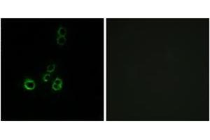 Immunofluorescence analysis of MCF7 cells, using OR51F2 Antibody. (OR51F2 antibody  (AA 292-341))