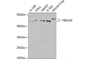 Western blot analysis of extracts of various cell lines using TBXA2R Polyclonal Antibody at dilution of 1:1000. (TBXA2R antibody)