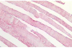ABIN5539864 (5 μg/mL) staining of paraffin embedded Human Skeletal Muscle. (MDH2 antibody  (Internal Region))