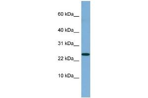 Western Blotting (WB) image for anti-Neuroblastoma 1, DAN Family BMP Antagonist (NBL1) (Middle Region) antibody (ABIN2786808)
