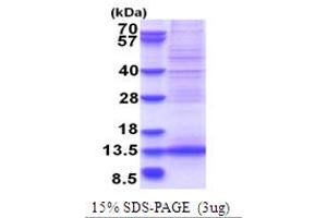 SDS-PAGE (SDS) image for Myeloid/lymphoid Or Mixed-Lineage Leukemia (Trithorax Homolog), Translocated To, 11 (MLLT11) (AA 1-90) protein (His tag) (ABIN5853757)