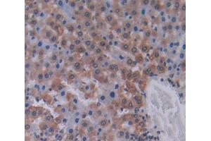 IHC-P analysis of Kidney tissue, with DAB staining. (LAMB2 antibody  (AA 939-1129))